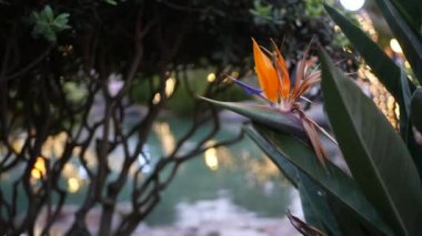 Peri bahçesinde gölet suyu, ağaçlarda parlayan çelenk ışıkları, büyülü fantezi orman atmosferi. Cennet kuşu turuncu turuncu turna çiçeği çiçek açar, strelitzia botanik çiçeği. Flora su havuzu kenarında..