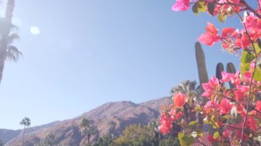 Palmiye ağaçları, kaktüsler, begonviller kırmızı çiçekler açar veya çiçek açar, Los Angeles yakınlarındaki güneşli Palm Springs 'teki dağlar veya tepeler, Kaliforniya vadisi doğası, ABD. Kuru iklim bitkileri, çöl vahası bitkileri..