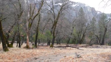 Vahşi kürklü kurt, gri çakal ya da gri çakal, sonbahar ormanı açıklığı, Yosemite ulusal parkı vahşi yaşam alanı, Kaliforniya, ABD. Evcilleştirilmemiş etobur yırtıcı, doğal ortamdaki hayvan gibi melez bir köpek..