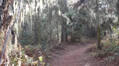 Güneşli orman ya da ormanda patika yolu, eski korulukta ya da ormanlık alanda patika, Point Lobos vahşi doğası, California USA. Yürüyüş ya da yürüyüş için patika yolu. Kozalaklı çam ağaçları, güneş ışığı..