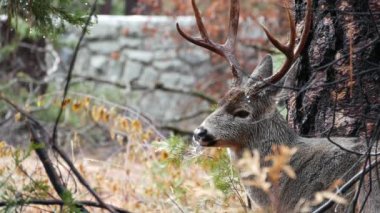 Boynuzları ve boynuzları olan vahşi geyikler ağaçtan portreye, Yosemite vadisi ormanlarındaki hayvanlar, Kaliforniya vahşi yaşam faunası, ABD. Ya geyik suratlı ya da geyik kafalı, büyük gözlü. Vahşi doğa ya da orman. Cervus doğal ortamda.