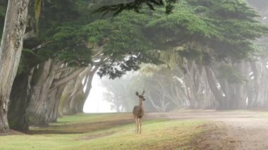 Vahşi, genç bir geyik otluyor, yeşil çimenler. Özgürlük için yavru geyik, selvi ağaçları tünel ya da koridor, kemer yolu, sisli orman. Sisli hava, Monterey, California vahşi yaşam, ABD. Dantel yosun..
