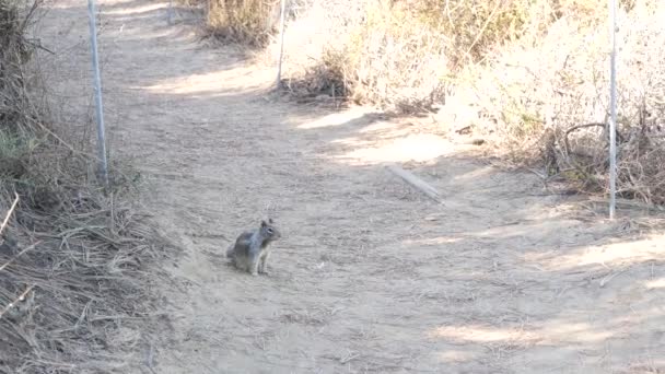 松鼠在指定的小径上进行生态旅游 野生动物 美国加利福尼亚州托里松树动物 是生态旅游 远足和小径远足的自然保护区 环境保护 — 图库视频影像