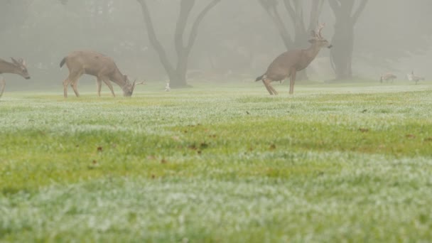 Wild Deer Defecating Peeing While Grazing Green Lawn Foggy Forest — Stock Video