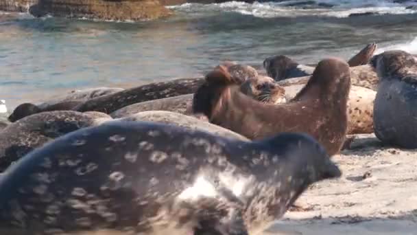 Selos Selvagens Peles Manchadas Leões Marinhos Porto Pacífico Descansando Praia — Vídeo de Stock