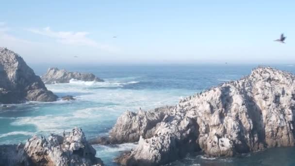 崖の上に茶色のペリカンの群れ 海の岩の島 ポイント ロボスの風景 モントレー野生動物 カリフォルニア州海岸 アメリカ 大きな波がクラッシュし 鳥が飛ぶ 多くのペリカヌスの巣作り野生動物コロニー — ストック動画
