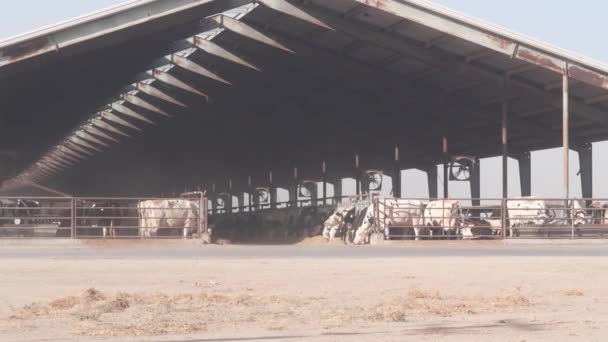 Mandıra Çiftliğinde Sıra Sıra Inekler Ticari Çiftlik Hayvanları Endüstrisi Süt — Stok video