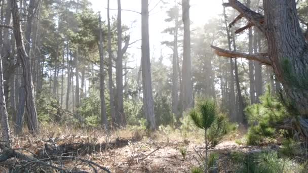 Sunlit Λιβάδι Στο Δάσος Ξύλο Μονοπάτι Άλσος Δάσος Point Lobos — Αρχείο Βίντεο