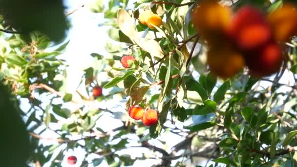 Pohon Stroberi Atau Semak Yang Matang Dan Belum Matang Buah — Stok Video