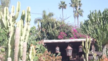 Meksika kırsalındaki çiftlik bahçesinde ahşap veranda ya da teras. Taşra köyünde, kırsal kesimdeki çiftlikte sulu bitkiler. Kaliforniya 'daki ya da Meksika' daki kır evi yeşillik, uzun kaktüs ya da büyük kaktüs