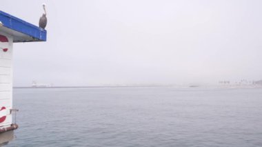 Ocean Beach rıhtımındaki sisli Kaliforniya sahillerinde büyük vahşi pelikan kuşu. Pelecanus, sisli havada rıhtımda. Deniz kıyısında sakin, sessiz bir atmosfer. San Diego Vahşi Hayatı.