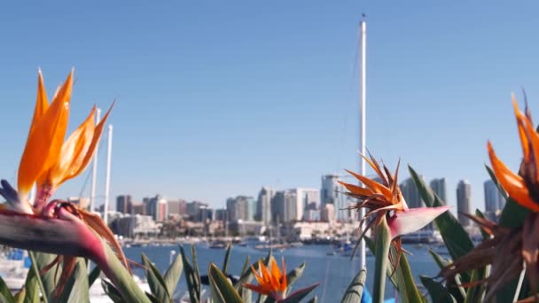 Jachtok Kikötőben Belvárosban Városkép San Diego Városkép Kalifornia Partján Usa — Stock videók