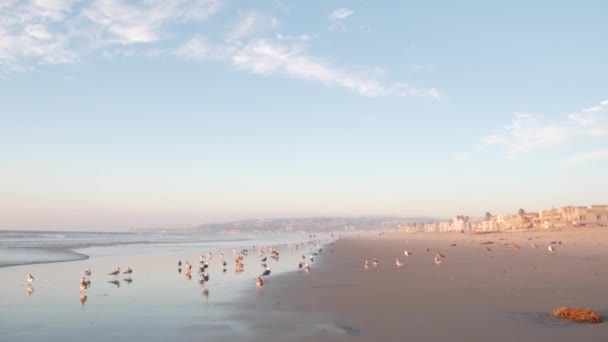 Zeemeeuw Vogels Door Oceaanwater Het Strand Zee Golven Bij Zonsondergang — Stockvideo