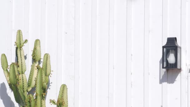Pianta Succulenta Cactus Verde Parete Bianca Legno Con Lanterna Retrò — Video Stock