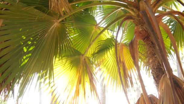 Saftigt Frodigt Lövverk Tropiska Träd Solig Djungelskog Eller Exotisk Amazonregnskog — Stockvideo