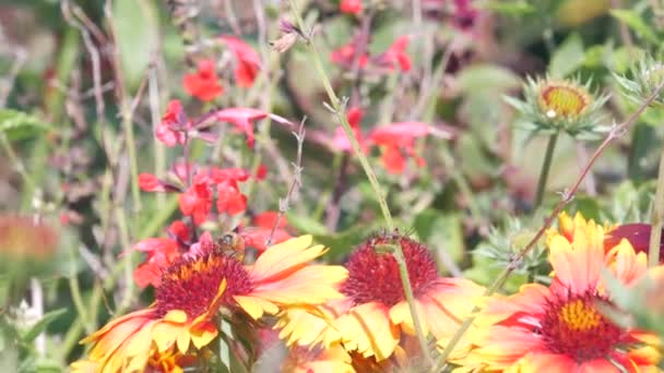 Borboleta Monarca Coletando Pólen Flores Silvestres Jardim Medow Lea Primavera — Vídeo de Stock