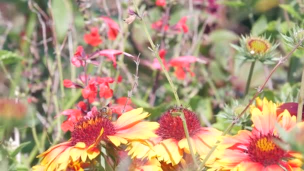 Papillon Monarque Récoltant Pollen Fleurs Sauvages Jardin Medow Léa Printanière — Video