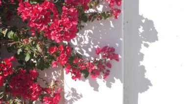 Kırmızı kırmızı bougainvillea çiçekleri çiçek açar ya da çiçek açar, Beyaz evin duvarında bir gölge. Kaliforniya, Palm Springs, ABD 'de Meksika ya da İspanyol tarzı bahçe. Tropikal egzotik bitki örtüsü, süs bitkisi..
