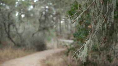 Ormandaki ya da ormandaki patika yolu, Grove ya da Woodland 'daki patika yolu, Point Lobos, Kaliforniya ABD. Yol ya da podyum. Kozalaklı çam ağaçları, sarkık dantel yosunlar. Tahta köprü ya da köprü.