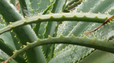 Aloe vera rosette, çiy ya da yağmur suyu damlaları, taze sulu ıslak bitki, nemli yapraklar, yağmur damlaları ya da damlacıklar. California sulu bitki örtüsü, bahar sabahı. Nemlendirici organik kozmetik ferahlatıcı bileşen.