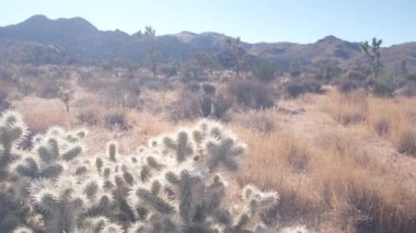 Çöl bitkisi, Joshua Tree Ulusal Parkı, Kaliforniya ABD. Vahşi batı ve Hint atmosferi, Batı kurak iklimi. Vadi yaban hayatı, kaktüs suları, agave ve yukka bitkileri. Kuru susuz fundalık.