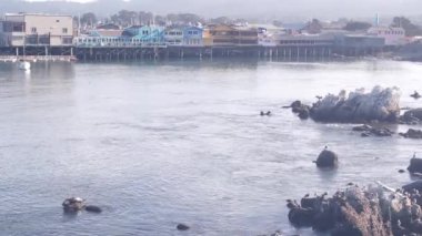 Kazık, sütun ya da sütun üstündeki renkli ahşap evler. Deniz aslanı, benekli fok ve martı kuşları, okyanus suyunda kaya. Old Fishermans Rıhtımı, Monterey Körfezi Limanı, California Sahil Vahşi Yaşam veya Hayvanat Bahçesi, ABD.