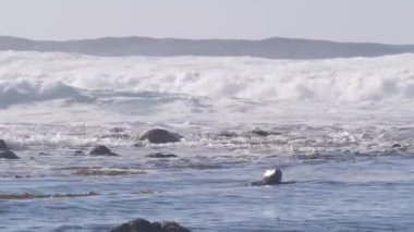 Pasifik Limanı benekli fok balığı, kayaların üzerinde dinlenen sevimli deniz aslanı. Dalgalar sarp kayalıklara çarpıyor, Monterey vahşi yaşamı, California okyanus kıyısı faunası, ABD. 17 millik vahşi doğa. Su sıçrıyor.