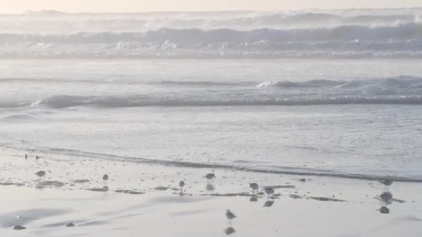 Valuri Oceanice Multe Păsări Rapide Nisip Turme Mici Păsări Țărm — Videoclip de stoc