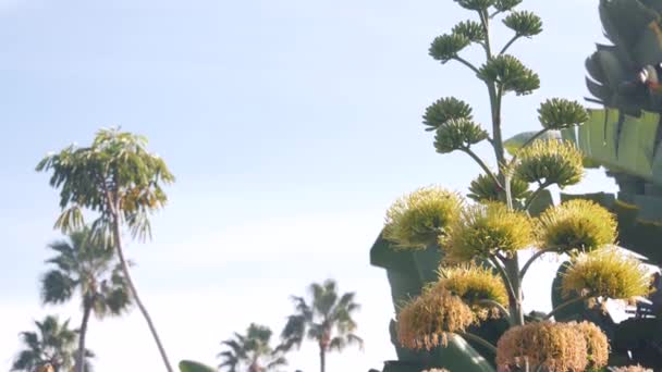 Agave Amarelo Aloé Flor Exótica Panícula Flor Século Sentinela Flor — Vídeo de Stock