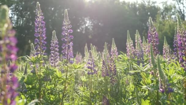 Violet Lupin Bunga Liar Padang Rumput Flowerscape Purple Mauve Bunga — Stok Video