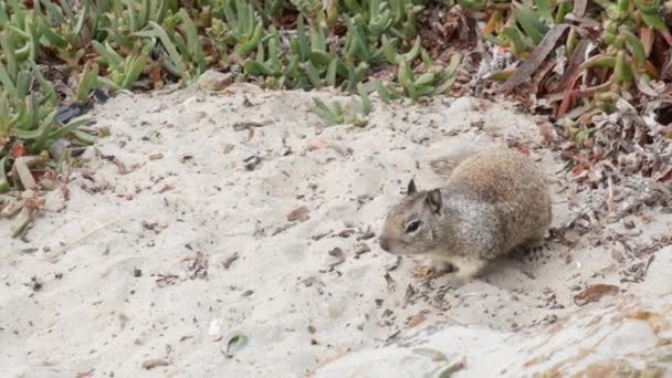 Californische Gemalen Eekhoorn Knaagdier Strand Zand Groene Sappige Ijsplanten Hottentot — Stockvideo