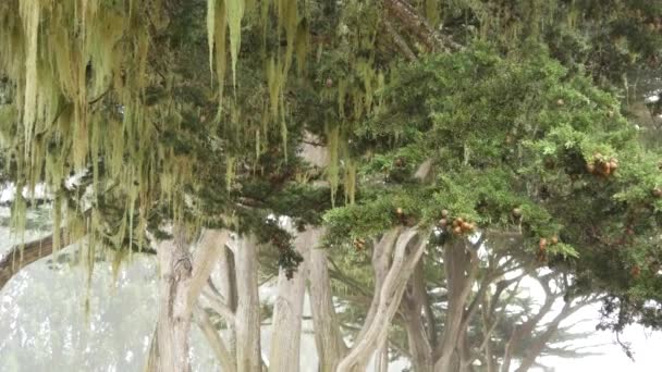 苔藓挂着 树枝在雾蒙蒙的森林里 超现实的树林 仙女神秘的老树林 幻想的林地 被寄生蘑菇真菌覆盖的植物 美国加利福尼亚蒙特里植物区系 — 图库视频影像