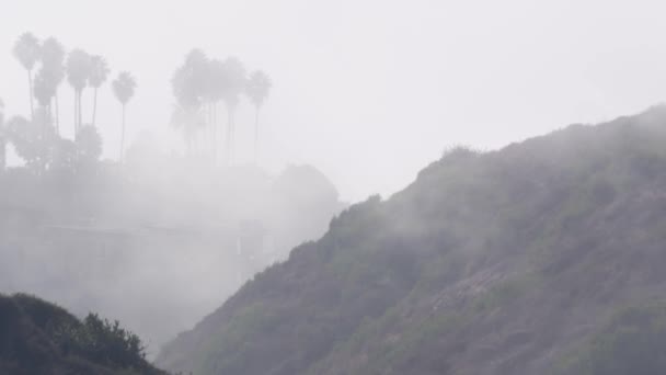 Silhuetas Palmeiras Penhasco Bluff Rock Crag Tempo Nebuloso Torrey Pines — Vídeo de Stock
