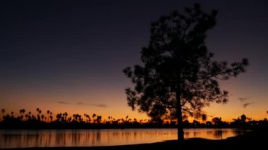 Günbatımı okyanus sahilindeki palmiye ağaçları ve çam siluetleri, Kaliforniya sahilleri, ABD. San Diego kıyısındaki Mission Bay Park 'ın sakin suyunda mor turuncu gökyüzünün yansıması. Deniz yüzeyi ve tropikal gün batımı.
