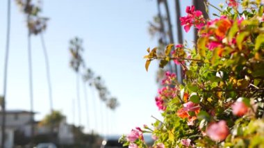 Palmiye ağaçları, Los Angeles, Kaliforniya kıyısı yakınlarındaki rıhtım kenti sokağı, ABD. Okyanus kıyısındaki palmiyeler, yaz tatilleri estetik. Tropik palmiyeler, güneşli bir gün, güneş ve begonvil çiçekleri..