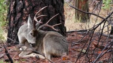 Boynuzları ve boynuzları olan vahşi geyikler ağaçtan portreye, Yosemite vadisi ormanlarındaki hayvanlar, Kaliforniya vahşi yaşam faunası, ABD. Ya geyik suratlı ya da geyik kafalı, büyük gözlü. Vahşi doğa ya da orman. Cervus doğal ortamda.