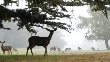 Vahşi genç geyik ailesi otluyor, yeşil çimenler, bir grup hayvan. Özgürlükte birçok yavru geyik ya da dana, vadide selvi ağacı, sisli ormanda çayır. Monterey, Kaliforniya 'da sisli hava, ABD.