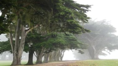 Siste kozalaklı çam ağaçları, sisli gizemli orman, orman ya da koruluk. Sisli yağmurlu havada sıra sıra ağaçlar, Monterey, Kaliforniya 'da sakin bir sis. Dantelli yosun sarkıyor. Tünel koridoru yolu.