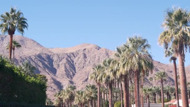 Fila Palmeiras Montanhas Colinas Ensolarado Palm Springs Férias Resort Perto — Vídeo de Stock