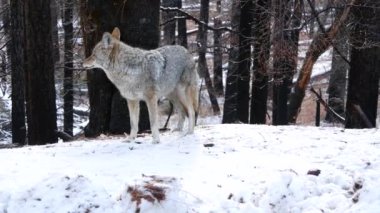 Vahşi kürklü kurt, gri çakal ya da gri çakalkurt, kış karlı ormanı, Yosemite ulusal parkı vahşi yaşam alanı, Kaliforniya, ABD. Evcilleştirilmemiş yırtıcı hayvan gibi yürüyor, kokluyor, melez köpek ayakta duruyor.