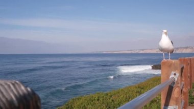 Okyanus dalgaları sahile çarpıyor, yukarıdan deniz suyu yüzeyi, uçurum ya da kayalık, La Jolla kıyısı gezinti güvertesi, California USA. Pasifik kıyılarındaki sulu yeşil buz bitkisi. Tırabzanda martı kuşu.