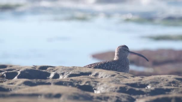 Whimbrel Bird Hunting Tide Pool Curlew Shorebird Looking Food Tidepool — Video