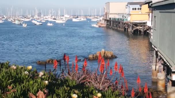 형형색색 의나무로 말뚝이나 Wharf 캘리포니아 몬테레이 마리나의 돛단배 관광객 해변의 — 비디오