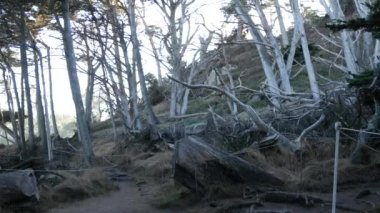 Ormandaki ya da ormandaki patika yolu, eski koruluktaki ya da ormandaki patika yolu, Point Lobos vahşi doğası, Kaliforniya ABD. Yürüyüş ya da yürüyüş için patika ya da yürüyüş yolu. Kozalaklı çam ağaçları manzarası.