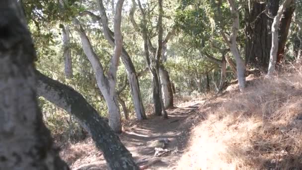 在生机勃勃的橡木林或森林中的小径 小径或老林或林地中的小径 锯齿状的橡木树枝和树干 蕾丝苔藓挂着 美国加利福尼亚Lobos荒原点 — 图库视频影像