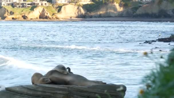 动物家庭 父亲和婴儿 野生小海豹睡觉 可爱的海狮小腿休息 岩石海滩 拉乔拉野生动物 圣地亚哥 加利福尼亚海岸 悬崖上的幼仔 幼仔或幼仔 — 图库视频影像