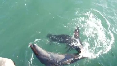 Vahşi şirin fok sürüleri ya da deniz aslanları okyanus suyunda yüzer, eğlenceli davranışlar. Özgürce suya dalan birçok deniz hayvanı, yukarıdan manzara, Monterey iskelesi, California sahil yaban hayatı, ABD