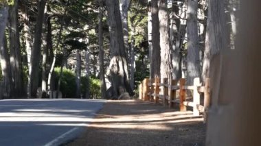 17 millik manzaralı yol, Monterey yarımadası, Kaliforniya, ABD. Selvi ağacı ormanları, kozalaklı çam ağaçları, koruluklar ve ormanlar arasında yol gezisi. Pasifik kıyısı otoyolu Big Sur yakınlarında turizm rotası