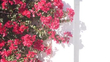 Kırmızı kırmızı bougainvillea çiçekleri çiçek açar ya da çiçek açar, Beyaz evin duvarında bir gölge. Kaliforniya, Palm Springs, ABD 'de Meksika ya da İspanyol tarzı bahçe. Tropikal egzotik bitki örtüsü, süs bitkisi..