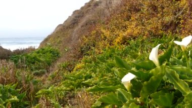Calla Nilüfer Vadisi, Garrapata sahilindeki dere kanyonu, Big Sur manzarası, Monterey Doğa, Kaliforniya, ABD. İlkbaharda okyanus dalgalarının yanında birçok beyaz zambak. Çiçekler açıyor, kır çiçekleri açıyor.